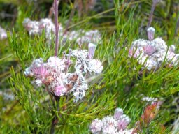 Serruria fasciflora new growth